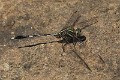 J19_9253 Orthetrum sabina male